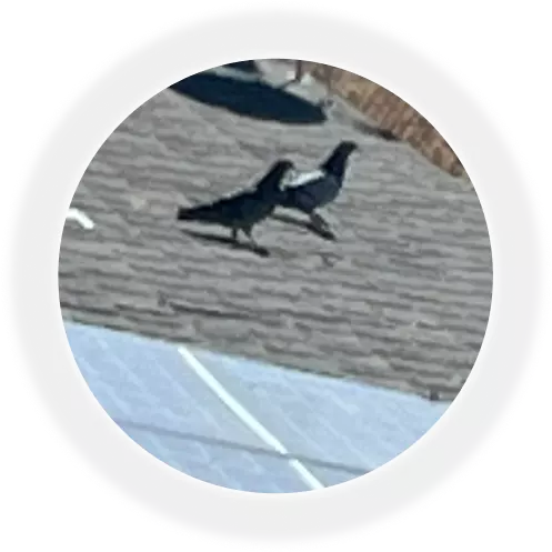 bird proofing in arizona image 2