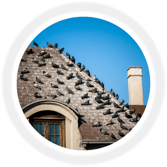 bird proofing in arizona image 2